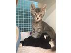 Adopt Emily & Frank a Gray, Blue or Silver Tabby Domestic Shorthair / Mixed cat