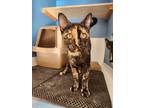 Adopt Alice a Tortoiseshell American Shorthair (short coat) cat in Fullerton