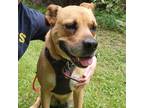 Adopt Trigger - Sweet Girl "tripod" a Tan/Yellow/Fawn Labrador Retriever / Boxer