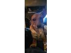 Adopt Tully a Red/Golden/Orange/Chestnut Blue Heeler / Texas Heeler / Mixed dog