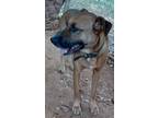 Adopt SPARROW 985113006588101 a Brown/Chocolate - with White Retriever (Unknown