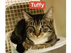 Adopt Tuffy a All Black Domestic Mediumhair / Mixed Breed (Medium) / Mixed