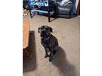 Adopt Sammy a Boxer dog in Lorain, OH (39899741)