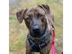 Adopt Oreo–Big brindled cuddlebug! a Brindle Great Dane / Mastiff / Mixed dog