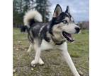 Adopt Yukon - Blue Eyed Handsome Guy a Black - with White Siberian Husky /