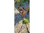 Adopt Frodo a Tan/Yellow/Fawn Mixed Breed (Small) / German Shepherd Dog / Mixed