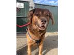Adopt Rusty a Brown/Chocolate Labrador Retriever / Australian Kelpie dog in