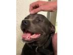 Adopt Roxi a Gray/Silver/Salt & Pepper - with White Akbash / American Pit Bull