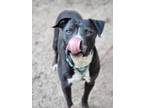 Adopt Zeplin a Black - with White American Staffordshire Terrier / Mixed dog in