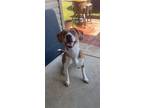 Adopt Neil a White - with Red, Golden, Orange or Chestnut Beagle / Catahoula
