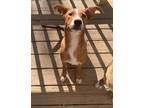 Adopt Mr. Sandman a Tan/Yellow/Fawn - with White Collie / Pit Bull Terrier /