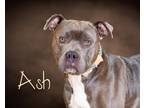 Adopt Ash a Gray/Silver/Salt & Pepper - with White Pit Bull Terrier / Mixed dog