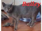 Adopt Bailey a Spotted Tabby/Leopard Spotted Domestic Shorthair / Mixed cat in