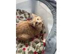 Adopt Nugget a Orange or Red Tabby Domestic Shorthair (short coat) cat in Ray