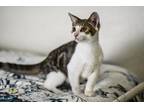 Adopt Dylan a Gray, Blue or Silver Tabby Tabby (short coat) cat in Lakeland