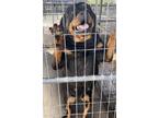Adopt PANDORA a Black - with Brown, Red, Golden, Orange or Chestnut Rottweiler /