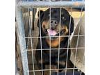 Adopt RAZOR a Black - with Brown, Red, Golden, Orange or Chestnut Rottweiler /