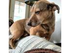 Adopt Cashew - Your little buddy! a Red/Golden/Orange/Chestnut Dachshund / Mixed