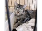 Adopt Divina a Gray, Blue or Silver Tabby American Shorthair (short coat) cat in