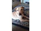 Adopt Lano a Red/Golden/Orange/Chestnut Labrador Retriever / Shar Pei / Mixed