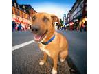 Adopt Nala a Red/Golden/Orange/Chestnut Labrador Retriever / Anatolian Shepherd