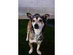 Adopt Arthur a Brown/Chocolate Dachshund / Mixed Breed (Medium) / Mixed (short
