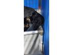 Adopt Midnight Sugar baby a Mixed Breed (Medium) dog in Whiteville