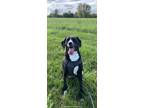 Adopt Zeno a Black - with White Labrador Retriever / Beagle / Mixed dog in