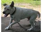 Adopt Vinny a White American Staffordshire Terrier / Mixed dog in Londonderry