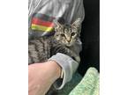 Adopt Riley a Brown Tabby Domestic Shorthair / Mixed Breed (Medium) / Mixed