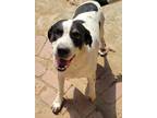 Adopt Leafy CP a Tricolor (Tan/Brown & Black & White) Catahoula Leopard Dog /