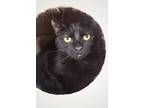 Adopt Dakota a Domestic Shorthair / Mixed cat in Indiana, PA (39888504)