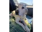 Adopt Deni a White Great Pyrenees / Labrador Retriever / Mixed dog in Jay