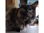 Adopt Luna a Brown Tabby Tabby (long coat) cat in Washburn, WI (39885525)