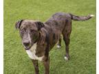 Adopt Boudreaux a Merle Catahoula Leopard Dog / Mixed dog in Mont Belvieu