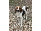 Adopt Rosie a Tricolor (Tan/Brown & Black & White) Beagle / Plott Hound / Mixed