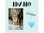 Adopt Idaho a Calico or Dilute Calico Domestic Shorthair (short coat) cat in