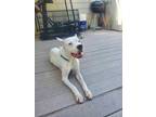 Adopt Coco a White Dogo Argentino / Mixed dog in Houston, TX (39884794)