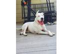Adopt Bruno a White Dogo Argentino / Mixed dog in Houston, TX (39884716)