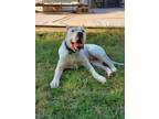 Adopt Clyde a White Dogo Argentino / Mixed dog in Houston, TX (39884633)