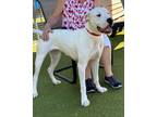 Adopt Liza a White Dogo Argentino / Mixed dog in Tampa, FL (39884603)