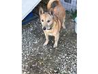 Adopt Benjamin a Tan/Yellow/Fawn - with Black Corgi / Terrier (Unknown Type