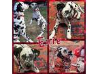 Adopt Evie a Dalmatian / Mixed dog in Fort Collins, CO (39884343)