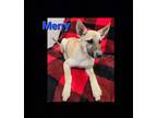 Adopt Merry a Brown/Chocolate German Shepherd Dog dog in Lexington