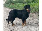 Adopt Buddie a Belgian Shepherd / Australian Shepherd / Mixed dog in