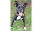 Adopt Johnna - Adoptable a Labrador Retriever / Terrier (Unknown Type