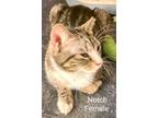 Adopt Notch a Gray, Blue or Silver Tabby Domestic Shorthair (short coat) cat in