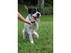 Adopt Mac a Black - with White Eskimo Dog / Shih Tzu dog in Linton