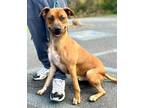 Adopt Dally a Brown/Chocolate - with White Boxer / Cattle Dog / Mixed dog in