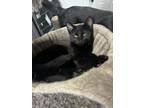 Adopt Tint a All Black Domestic Shorthair / Mixed Breed (Medium) / Mixed (short